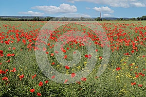 A field with blooming red poppies. Poppy is a weed plant