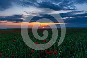 Field with blooming red poppies at sunset time