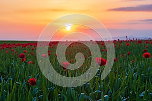 Field with blooming red poppies at sunset time