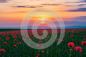 Field with blooming red poppies at sunset time