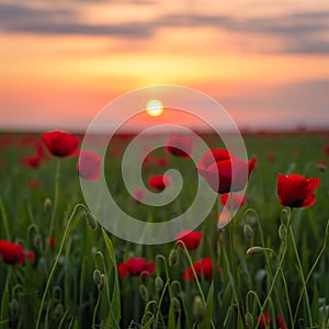 Field with blooming red poppies at sunset time