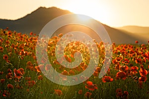 Field of blooming red poppy flowers in backlight