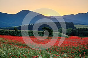 Field of blooming red poppy flowers in backlight with mountains