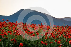 Field of blooming red poppy flowers in backlight with mountains