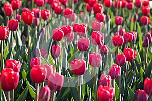 Field of blooming red tulips