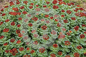 Field of blooming Rhodiola Arctic on the Solovetsky Islands, Murmansk region,