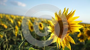 Field of blooming sunflower. Sunflower close-up and bees pollinating it.