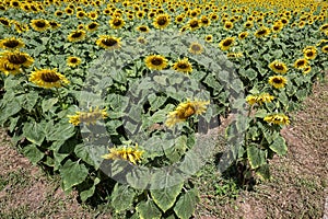 Field of blooming sunflowers