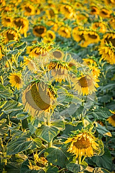 A field of blooming sunflowers