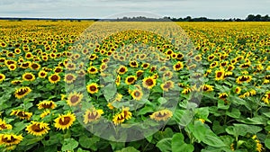 a field of blooming sunflowers