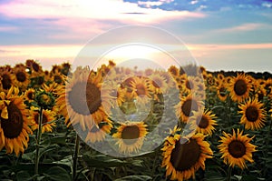 Field of blooming sunflowers