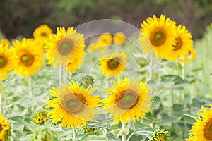 Field of blooming sunflowers