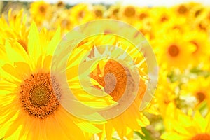 Field of blooming sunflowers against a colorful sky