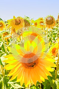 Field of blooming sunflowers against a colorful sky