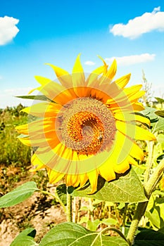 Field of blooming sunflowers against a colorful sky