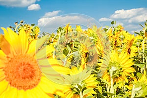 Field of blooming sunflowers against a colorful sky