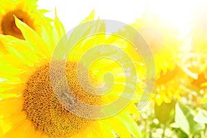 Field of blooming sunflowers against a colorful sky