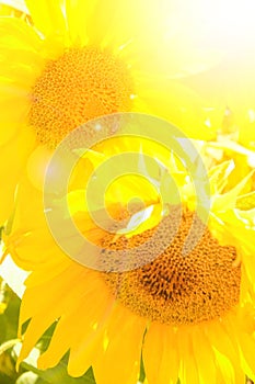 Field of blooming sunflowers against a colorful sky