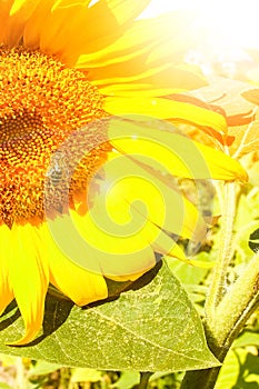 Field of blooming sunflowers against a colorful sky