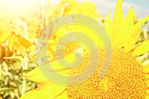 Field of blooming sunflowers against a colorful sky