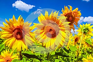 A field of blooming sunflowers against a colorful sky