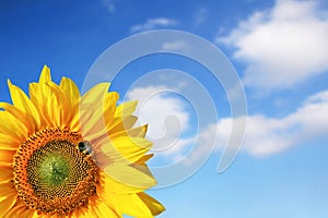 Field of blooming sunflowers on a background blue sky