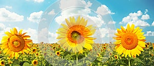 Field of blooming sunflowers on a background blue sky