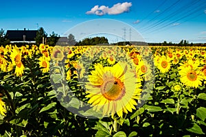 Field of blooming sunflowers on a background of blue sky and power line