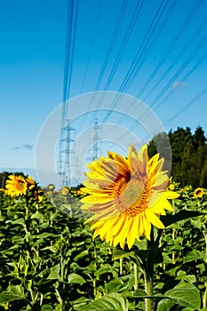 Field of blooming sunflowers on a background of blue sky and power line