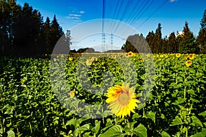 Field of blooming sunflowers on a background of blue sky and power line