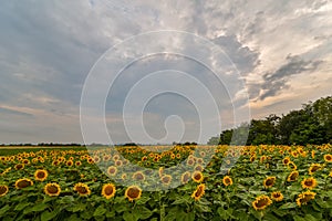 Field of blooming sunflowers on a background sunset