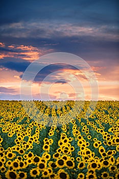 Field of blooming sunflowers on a background sunset