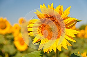 Field of blooming sunflowers on a background sunset,