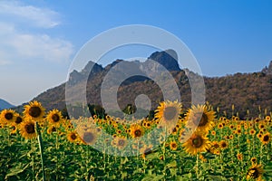 Field of blooming sunflowers on blue sky