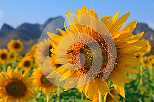 Field of blooming sunflowers on blue sky