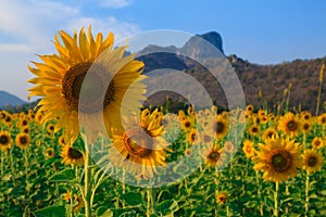 Field of blooming sunflowers on blue sky