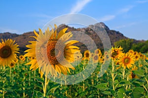 Field of blooming sunflowers on blue sky