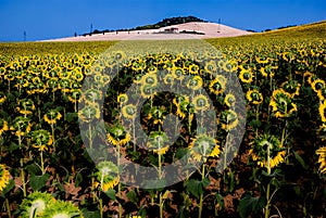 Field of blooming sunflowers with farmhouse in background