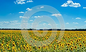 Field of blooming sunflowers over cloudy blue sky and bright sun.