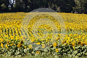 Field of blooming sunflowers in summer