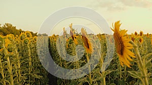 A field with blooming sunflowers and sunlight. Summer landscape with a large yellow farm field with sunflowers