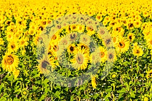 Field of blooming sunflowers at sunny summer day