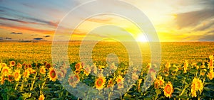 Field of blooming sunflowers and sunrise. Wide photo