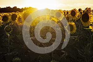 Field of blooming sunflowers on sunset