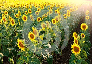 Field of blooming sunflowers on sunset light