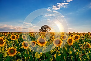 Field of blooming sunflowers and tree on a background sunset