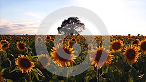 Field of blooming sunflowers and tree on a background sunset