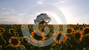 Field of blooming sunflowers and tree on a background sunset