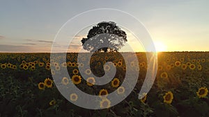 Field of blooming sunflowers and tree on a background sunset