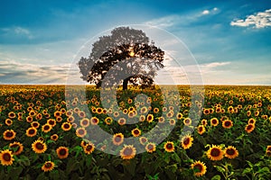 Field of blooming sunflowers and tree on a background sunset